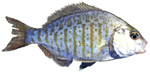 barred surfperch