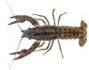 Image of Signal Crayfish