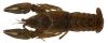 Image of Virile Crayfish