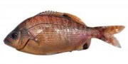 Rainbow Sea Perch