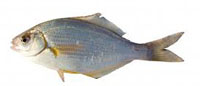 White seaperch