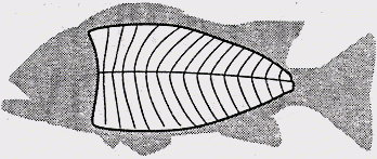 Pescado