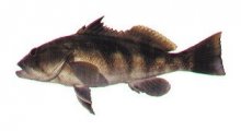 barred sand bass barred sand bass