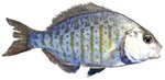 barred surfperch barred surfperch