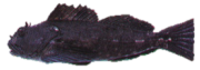 Cabezon Cabezon