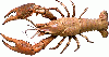 red swamp crayfish