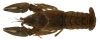Image of Virile Crayfish