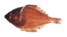 Longfin Sanddab Longfin Sanddab