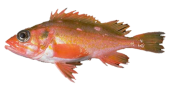 Rosethorn Rockfish Rosethorn Rockfish