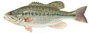 spotted bass Spotted bass