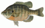 Image of bluegill