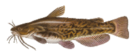 bullhead