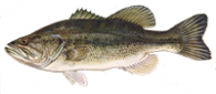 largemouth bass
