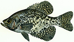 crappie