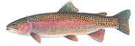 Rainbow trout