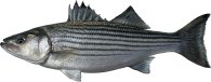 striped bass